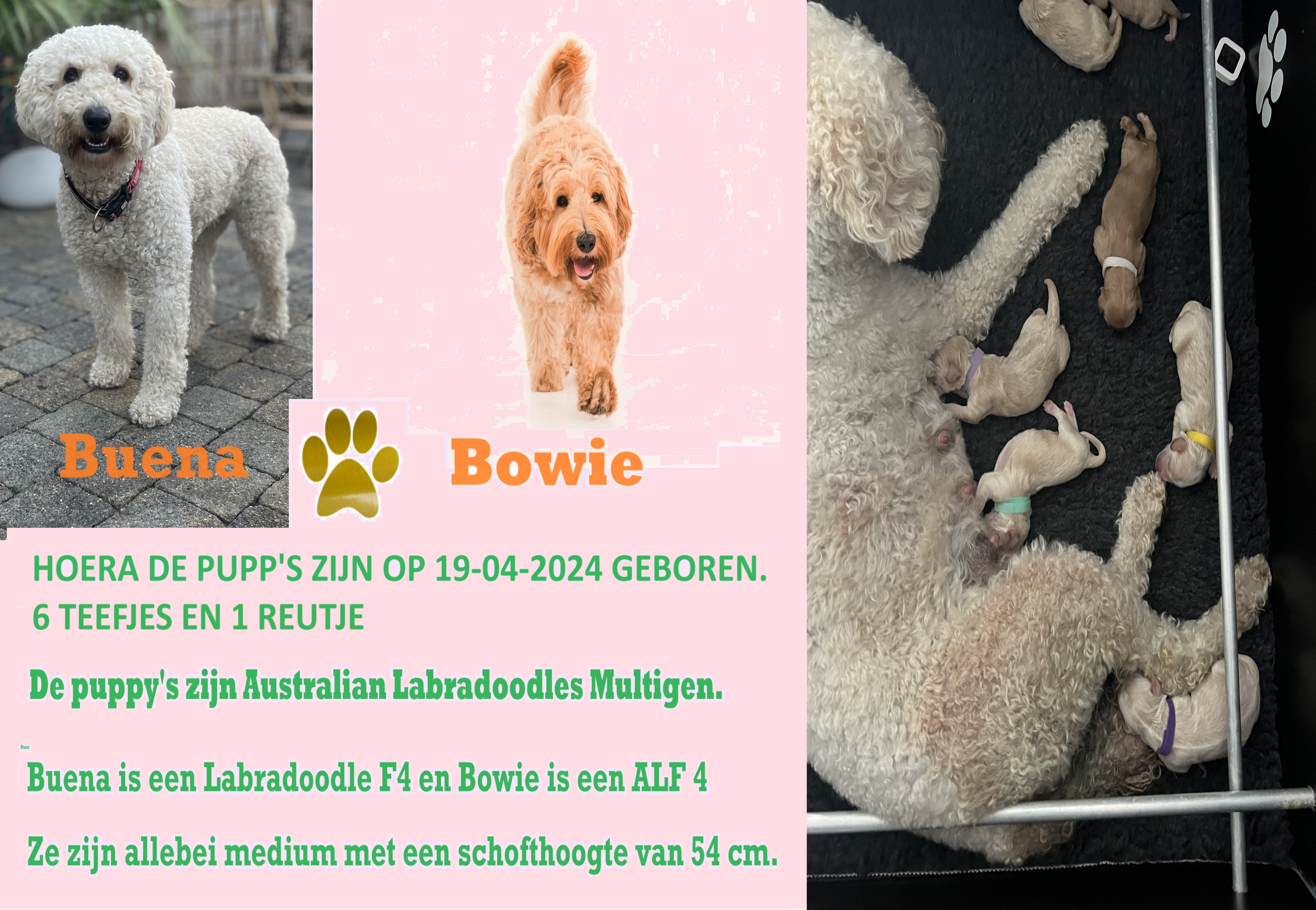 Australian Labradoodles multigen